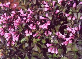 ФОТО Вейгела цветущая Пурпуреа нана
